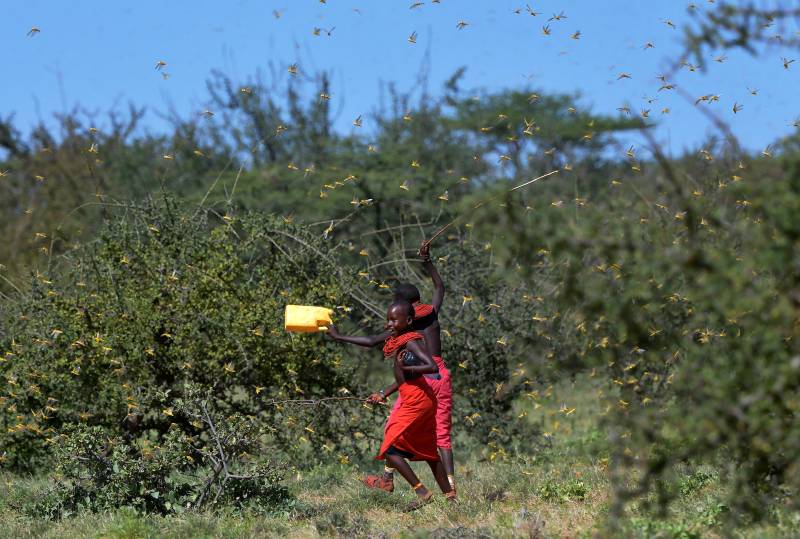 Locust Attack