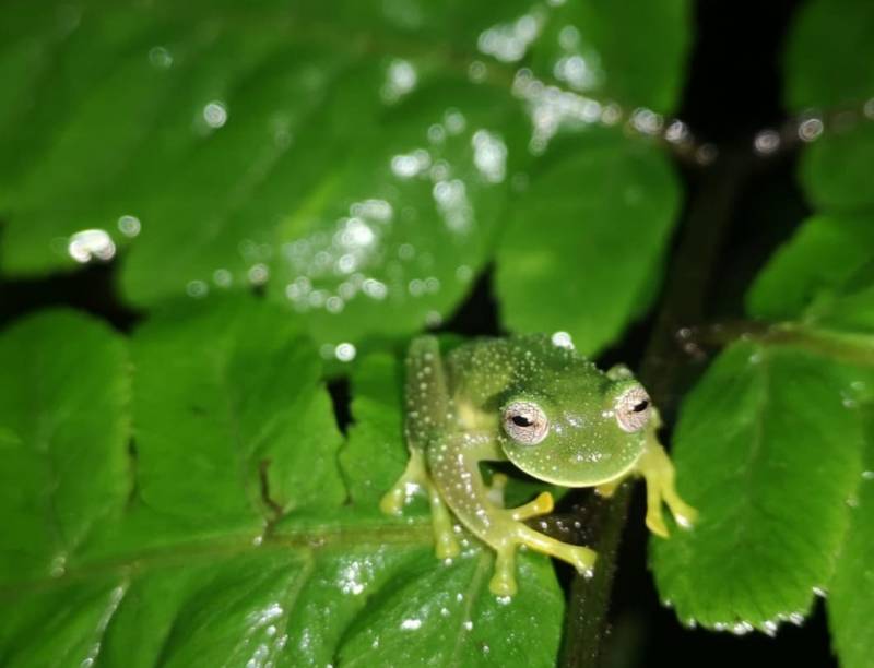 Glass Frogs