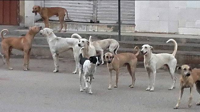 Dogs go ‘mad’ in Lahore