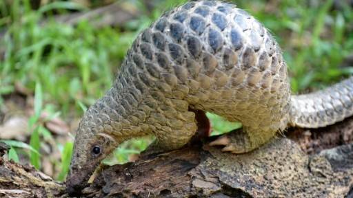 Pangolin identified as potential link for coronavirus spread