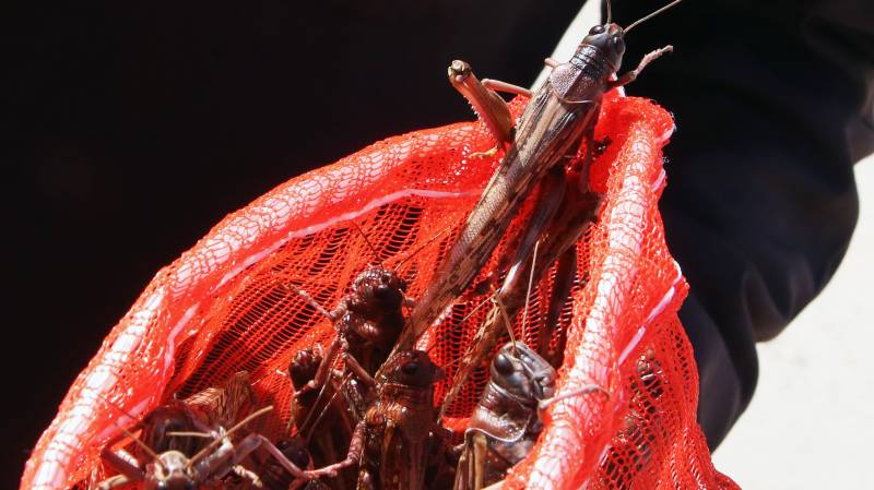 Half-a-million insect species face extinction: scientists