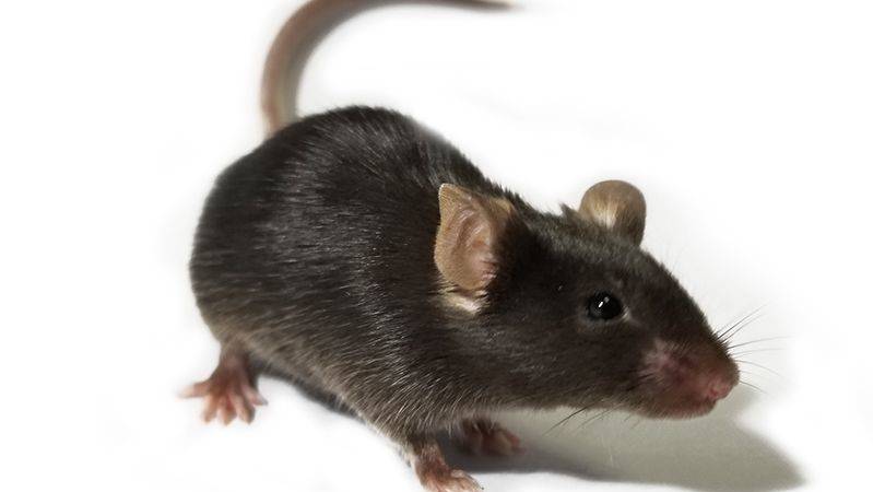 UK team tests China virus vaccine on mice