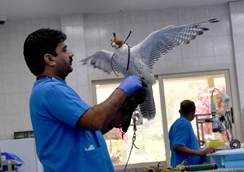 UAE falcon hospital a window into Emirati tradition