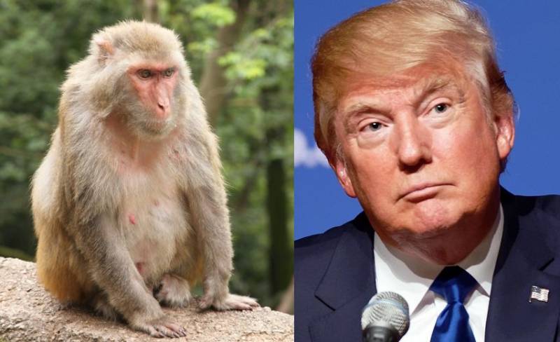 45 monkeys ‘arrested’ ahead of Trump’s visit to India