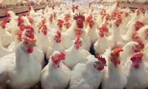 Poultry industry seeks policy rate cut to lower cost