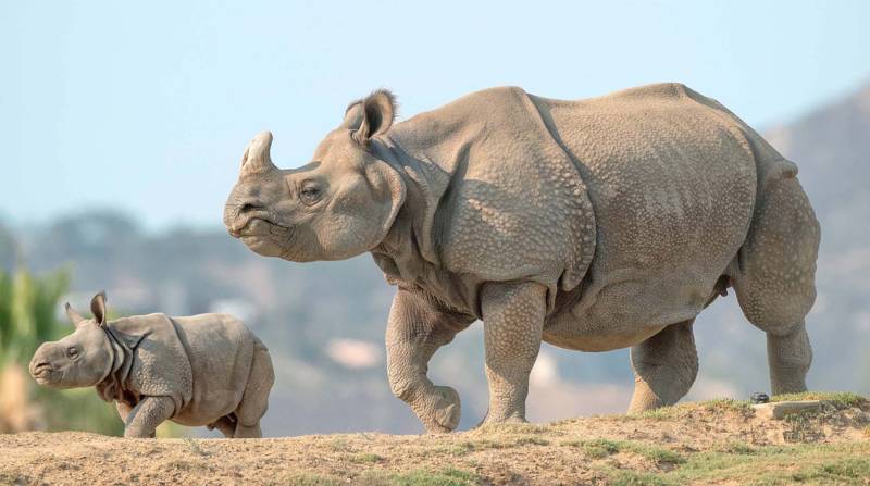 Five rhinos die from suspected anthrax infection in India