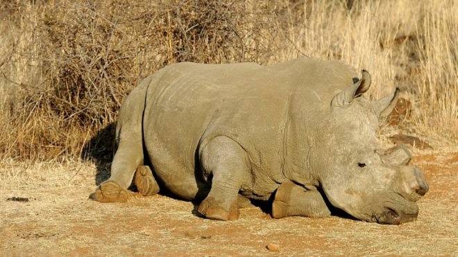 Nearly 50 rhinos killed in Botswana in 10 months as poaching surges