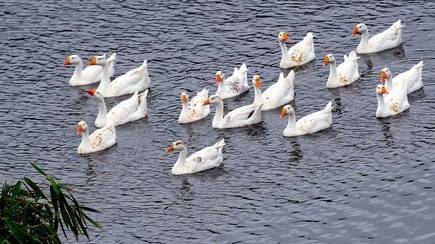 Chinese ‘duck army’ to help Pakistan in fight against locusts