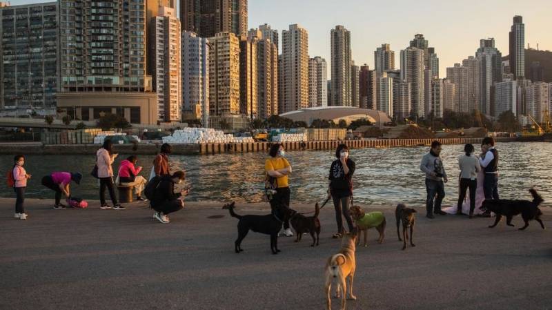 Pet dog quarantined in Hong Kong with low levels of coronavirus