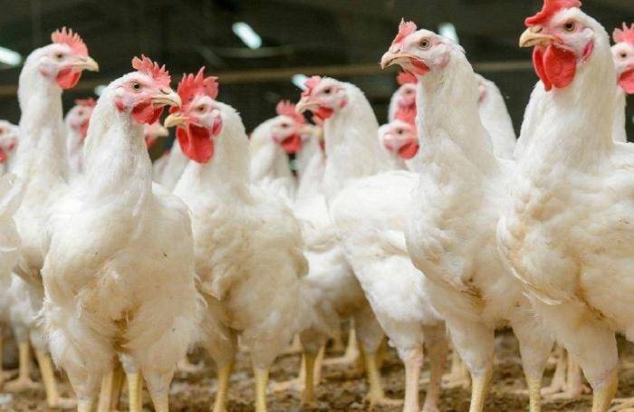 Poultry industry seeks govt help to avert bankruptcy