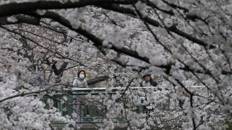 Tokyo asks no cherry blossom party over virus fears