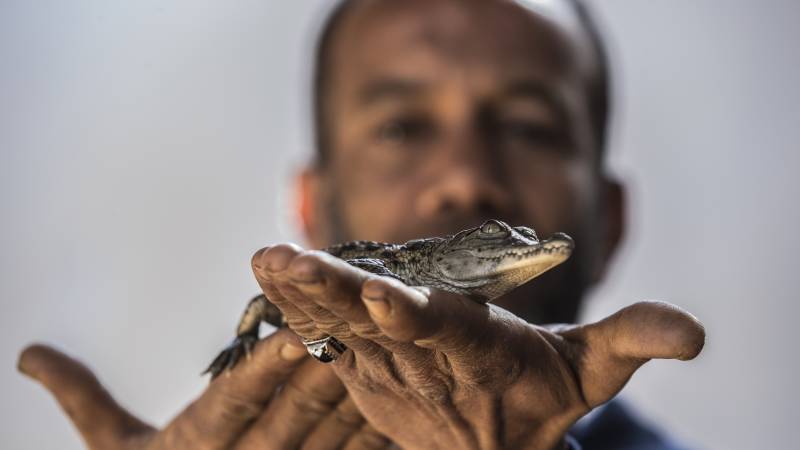 Egypt's Nubians tame crocodiles for selfie-snapping tourists