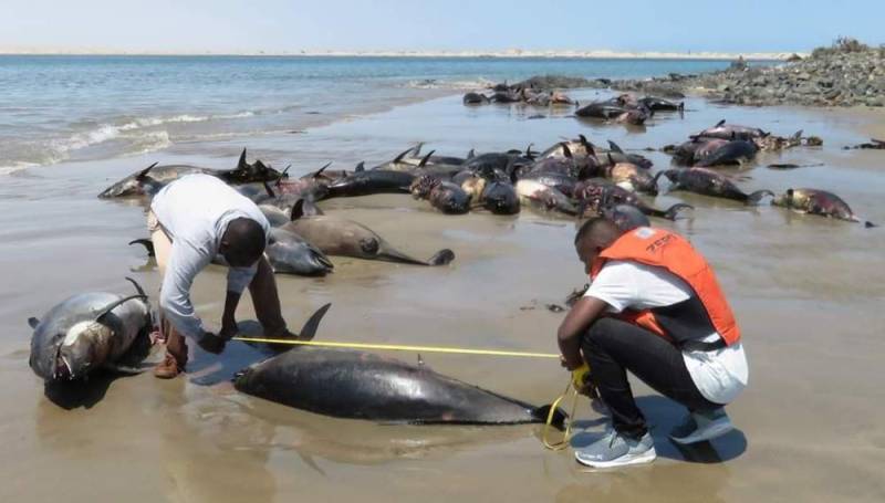 Namibia launches probe after 86 dolphins die on beach