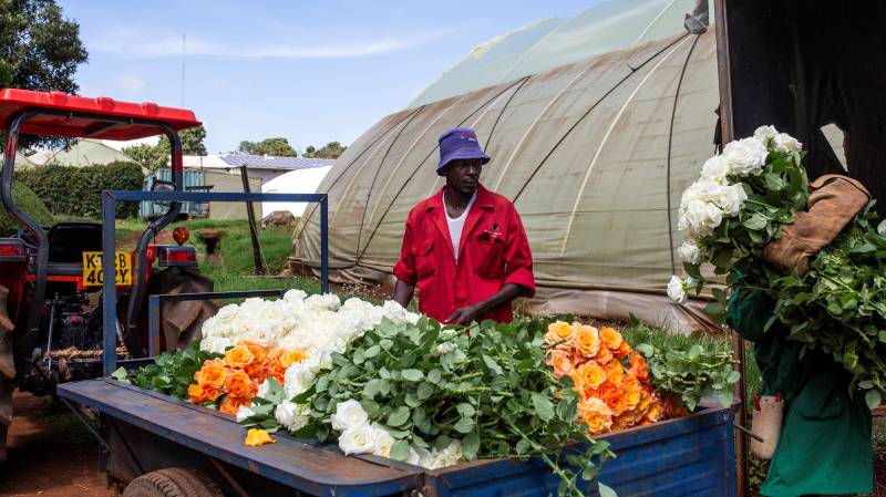 'It's not rosy': Kenya's flowers rot amid virus slowdown