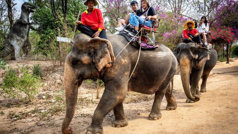 Hungry and in chains, Thailand's tourist elephants face crisis