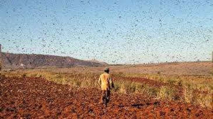 Sindh warns of rising locust threat, demands immediate aerial spray