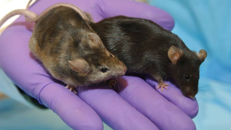 Engineered virus tested on mice offers hope for protection against Covid-19