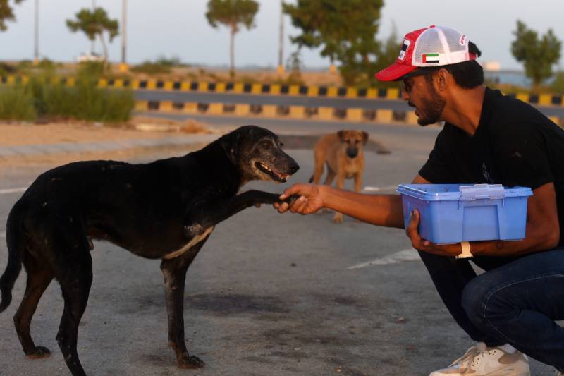 Hundreds of abandoned animals die at Pakistan pet markets