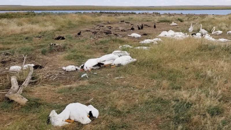 Winds kill flocks of migrating birds in 'disaster' over Greece