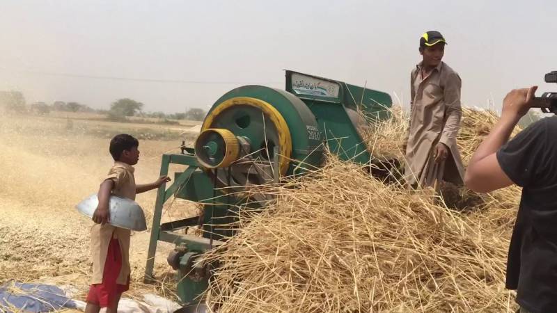 Locusts and lockdown badly hit wheat harvesting 