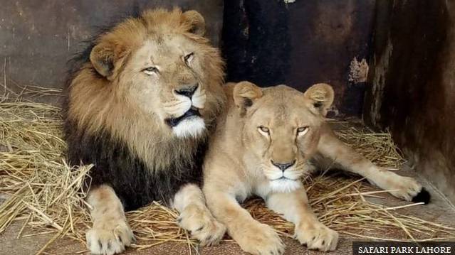 Punjab sells seven pairs of African lions