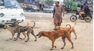 11 injured after bitten by stray dogs in Rawalpindi