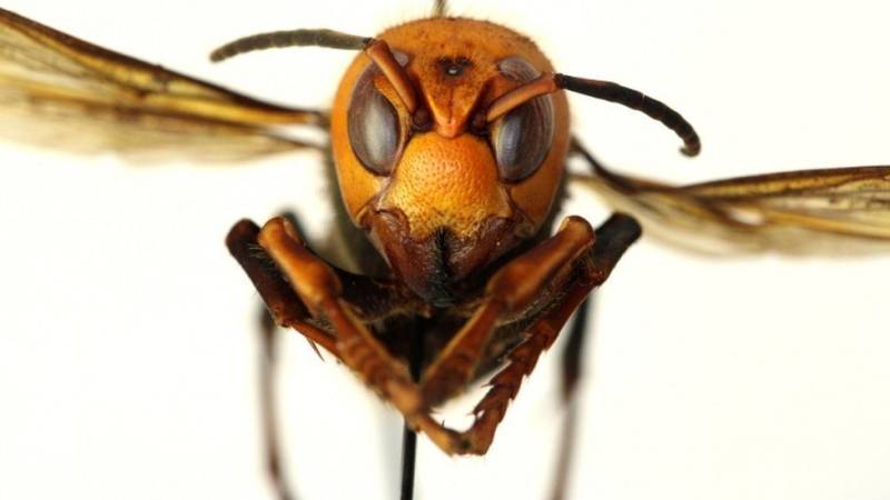 Invasive giant hornets spotted in US for the first time