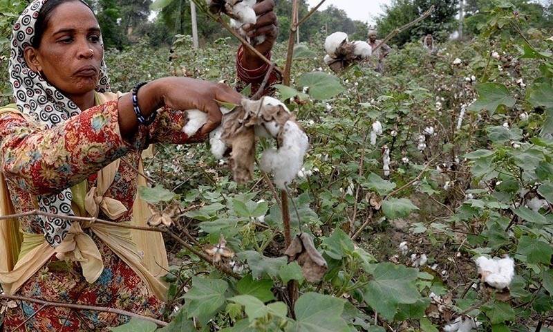 Minimum cotton support price set at Rs4,200 per maund