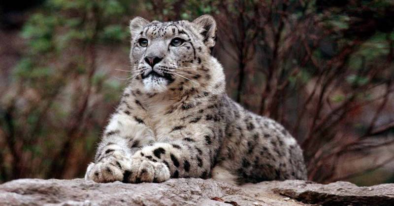 Alice Wells excited to see Pakistan’s snow leopards on tracking cameras