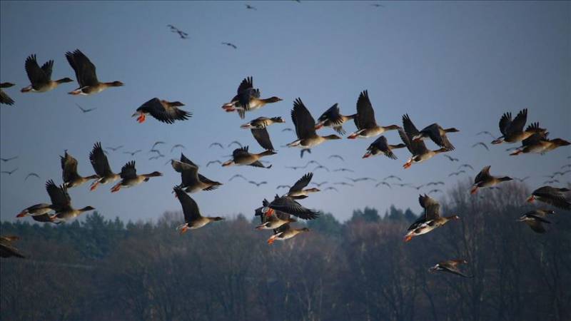 Corona shutdown a boon for migratory birds in Pakistan