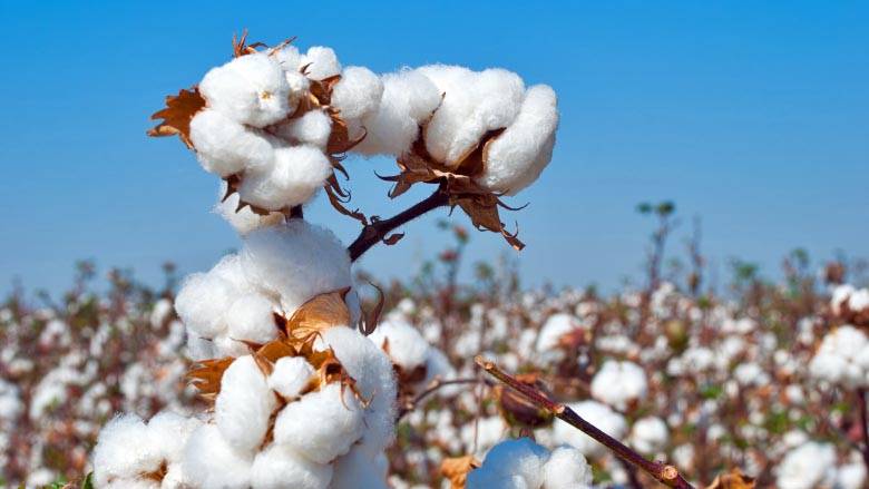 Hammad, Razzaq sabotage attempt to fix cotton price