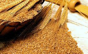 NAB chairman orders probe into Sindh wheat scam