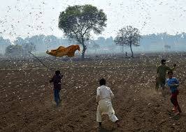 Bilawal for implementing NAP to control locust attack in country