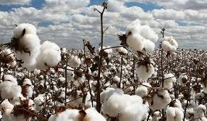 ECC seems confused on cotton support price: FPCCI