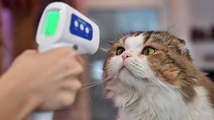 Three cats, dog infected with coronavirus in Netherlands