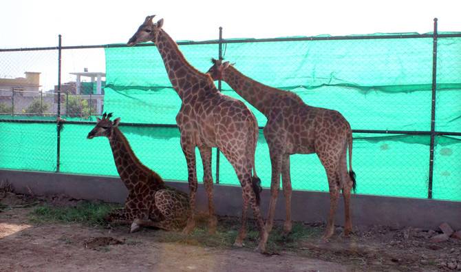 Three-year-old giraffe dies at Peshawar Zoo