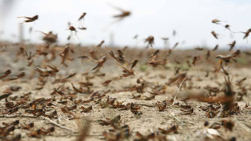 NDMA sends medical items, sprayers to provinces for killing locusts