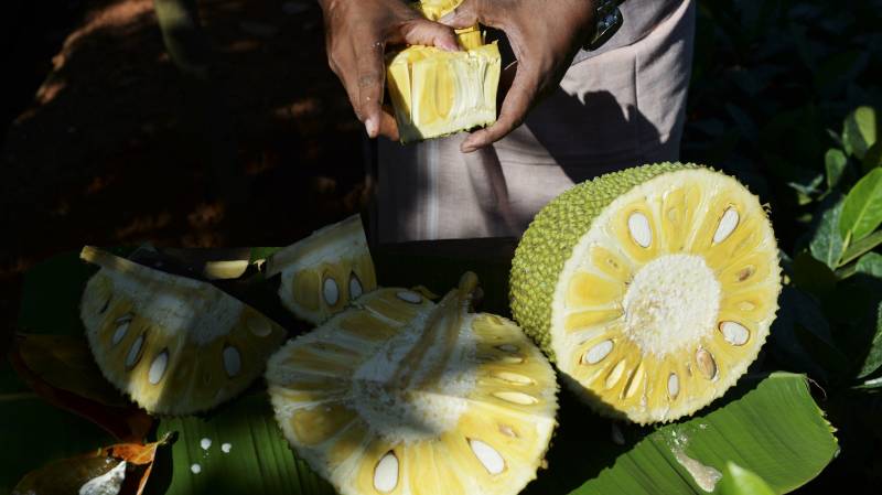 India's 'superfood' jackfruit goes global