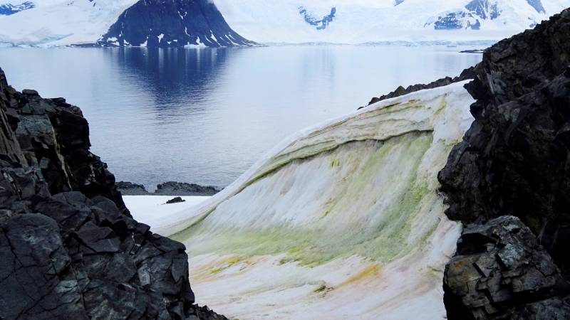 Climate change is turning Antarctica green, study finds