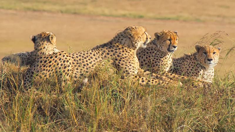 Endangered Saharan cheetah filmed in Algeria