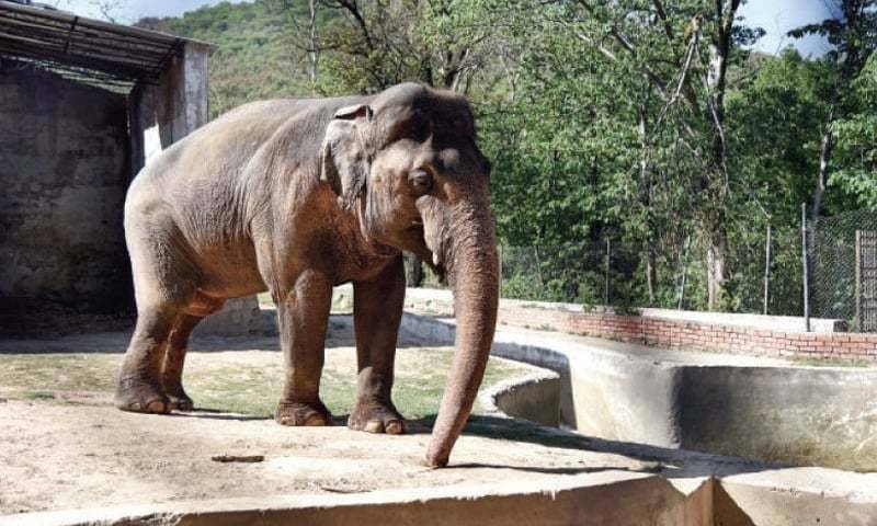 Elephant wins case in Islamabad High Court