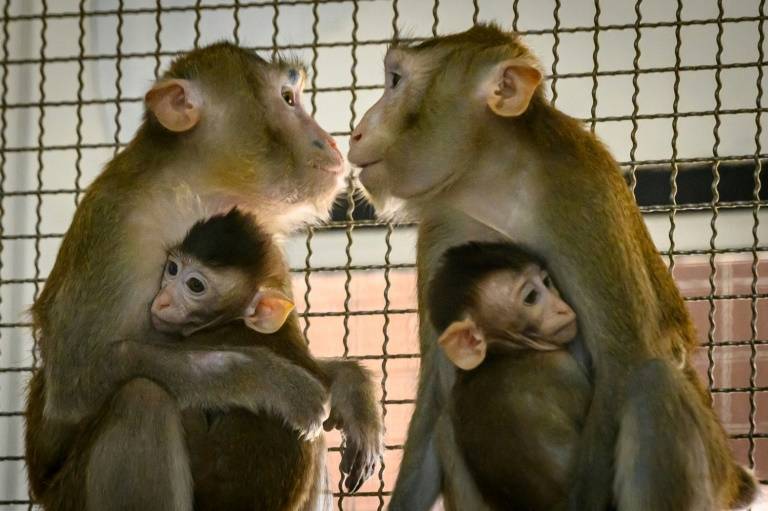 Thailand enters global vaccine race with trials on monkeys