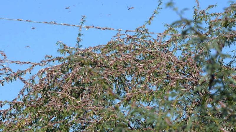 Pakistan says India wants to team up in fighting locusts