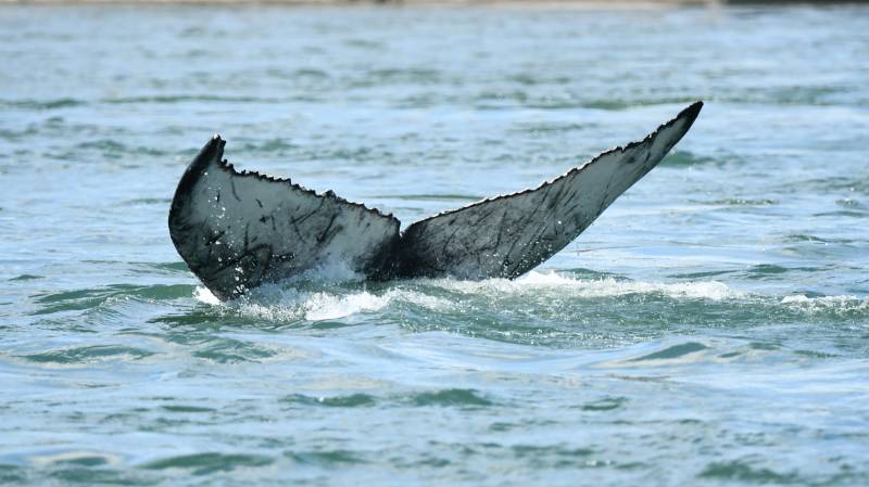 Wayward whale takes city break in Montreal