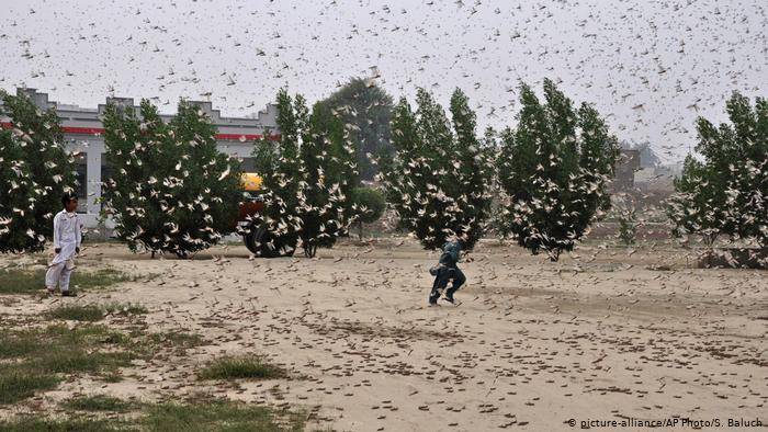 NDMA clears over 524,500 hectares of locust swarm