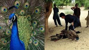 Ranikhet starts killing Thar peacocks again