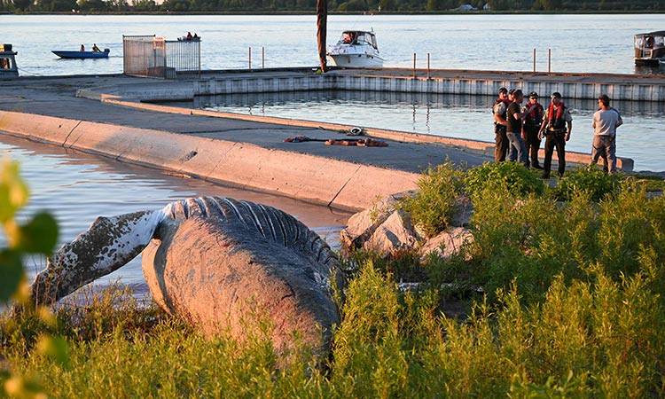 Whale that won Canadian hearts believed to be dead