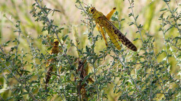 Govt to spend Rs20b for combating locust threats: Fakhar Imam