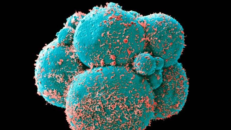 Scientists grow 'model' human embryos from stem cells