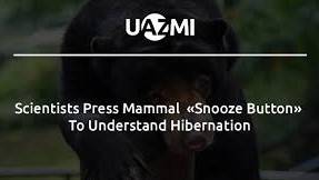 Scientists press mammal 'snooze button' to understand hibernation